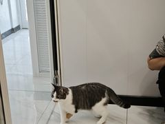 -艾吉宠物医院·疑难杂症转诊中心·猫友好(碧江路院)
