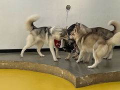-Husky Go! 哈士奇体验馆·宠物咖啡厅狗咖