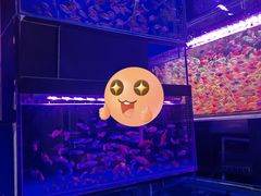 -哈尔滨道外花鸟鱼市场