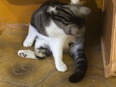 -猫猫幼稚园·撸猫·桌游·电玩