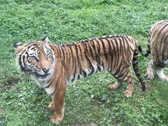 -贵州森林野生动物园