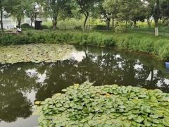 -金银湖国家城市湿地公园