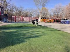 -宠物寄养训练学校