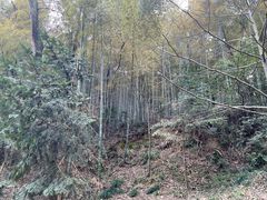 -上海佘山国家森林公园天马山园