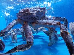 海鲜池-月下料理(楷林IFC店)