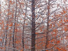 -黄海国家森林公园