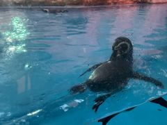 -帝企鹅自助餐厅•儿童岛•真企鹅(长隆企鹅酒店)