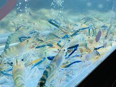 -白仁仔· 活烤海鲜 宵夜(豫园店)