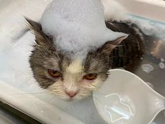 -PETKIT小佩宠物·低压洗护(国顺东路店)