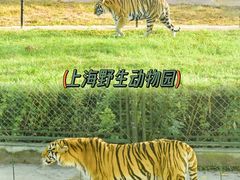-上海野生动物园