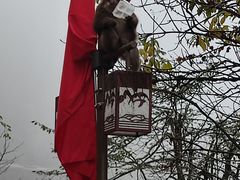 -瓦屋山景区