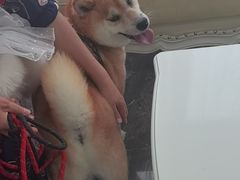 -宠爱国际动物医院· 猫科· 外科·中兽医(长白店)