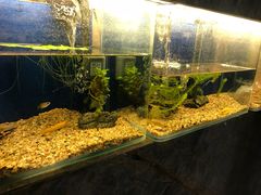 -咕嘟草帽鱼·牛奶一样的鲜鱼汤(包河万达广场创始店)