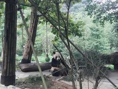 -都江堰中华大熊猫苑