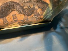 -上海大自然野生昆虫馆(东方明珠·爬宠昆虫探索中心)