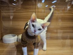 -猫十亿·布偶金渐层·曼基康矮脚猫舍(青年路店)