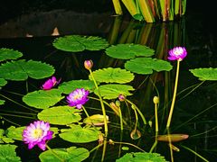 -国家植物园南园