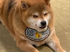 -逗柴咖啡屋·狗咖猫咖宠物桌游