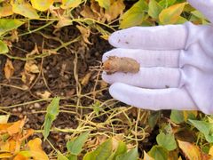 -解家河南菜(商鼎路店)