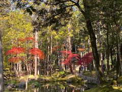 -西芳寺(苔寺)
