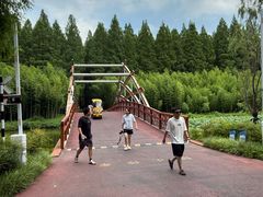 -黄海国家森林公园