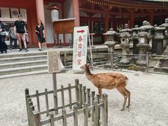 -奈良公园