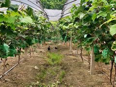 -马陆小张葡萄园农家乐