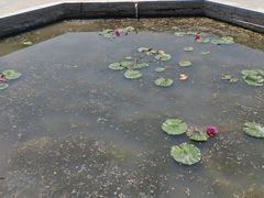 -白洋淀景区