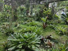 -深圳仙湖植物园