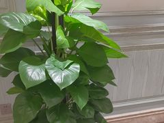 -湖北三五醇酒店·35年新楚菜