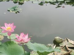 -白洋淀景区