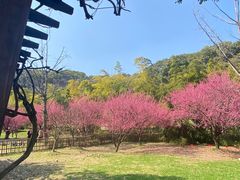 -苏州上方山国家森林公园