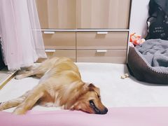 -PETKIT小佩宠物(昭化店)