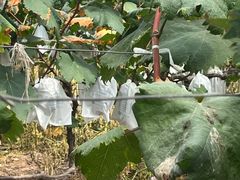 -马陆小张葡萄园农家乐