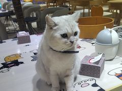 -藏猫猫咖啡主题馆(中央大道店)