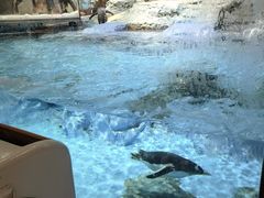 -帝企鹅自助餐厅•儿童岛•真企鹅(长隆企鹅酒店)