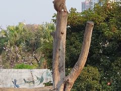 -广州动物园
