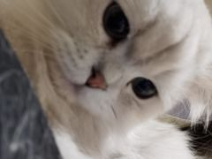 -猫腻·猫咖·撸猫馆(星光大道店)