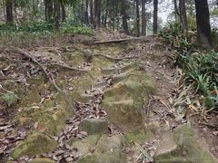 -南山植物园