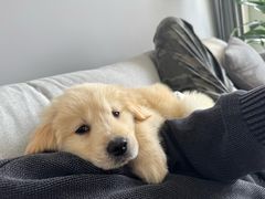 -芭比堂动物医院·CT·微创中心(新顺分院)