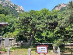 -泰山风景名胜区