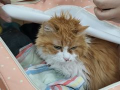 -美联众合动物医院·24h京西诊疗中心