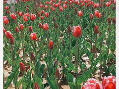 -廊坊文化艺术中心