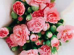 -循礼门鲜花花市(武汉循礼门店)