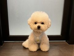 -萌宠之家·腊肠犬·马尔泰·小体犬舍