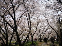 -苏州上方山国家森林公园