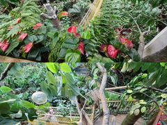 -正佳雨林生态植物园