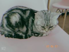 -三花喵·撸猫购宠·宠物生活馆(虹桥南丰城店)