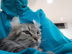 -李小姐の猫咖啡馆(五角场店)
