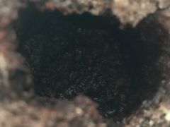 -85度C(北京八角物美店)